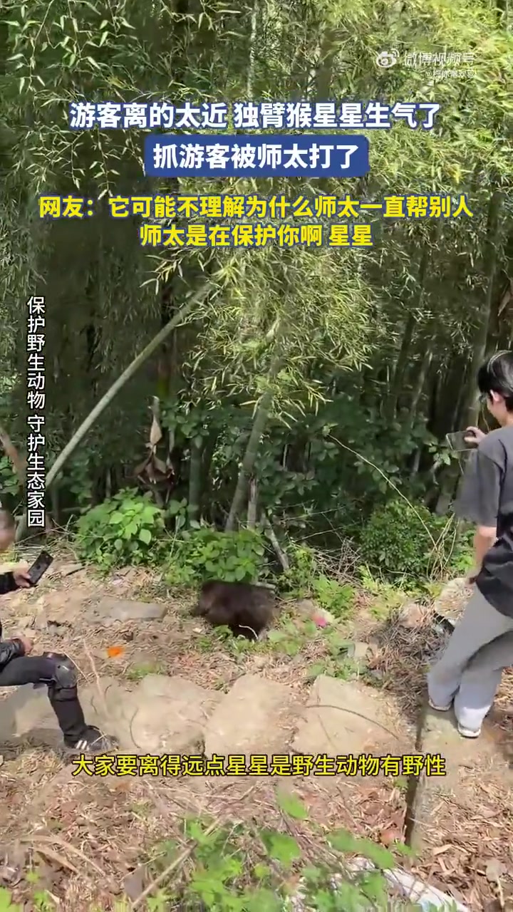 游客近距逗独臂猴被抓，师太出手“教训”引热议