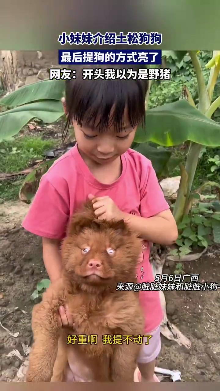 小妹妹介绍土松犬，提狗方式“硬核”成视频亮点