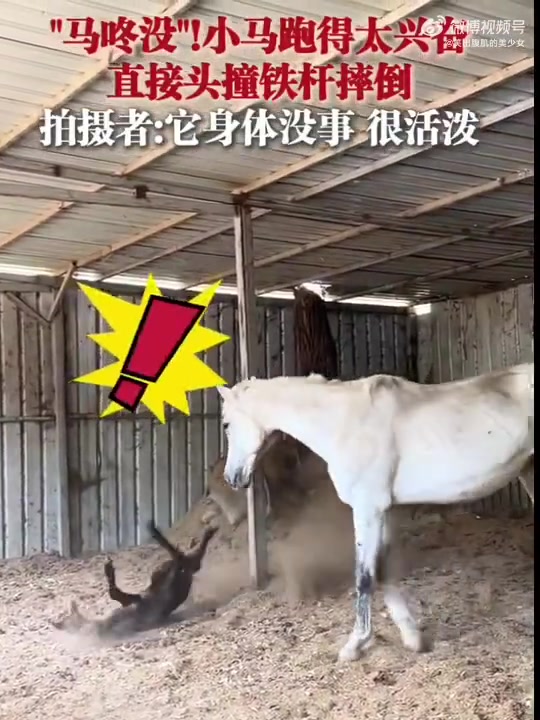 河北一匹小马兴奋奔跑时头撞铁杆摔倒，拍摄者称其状态佳