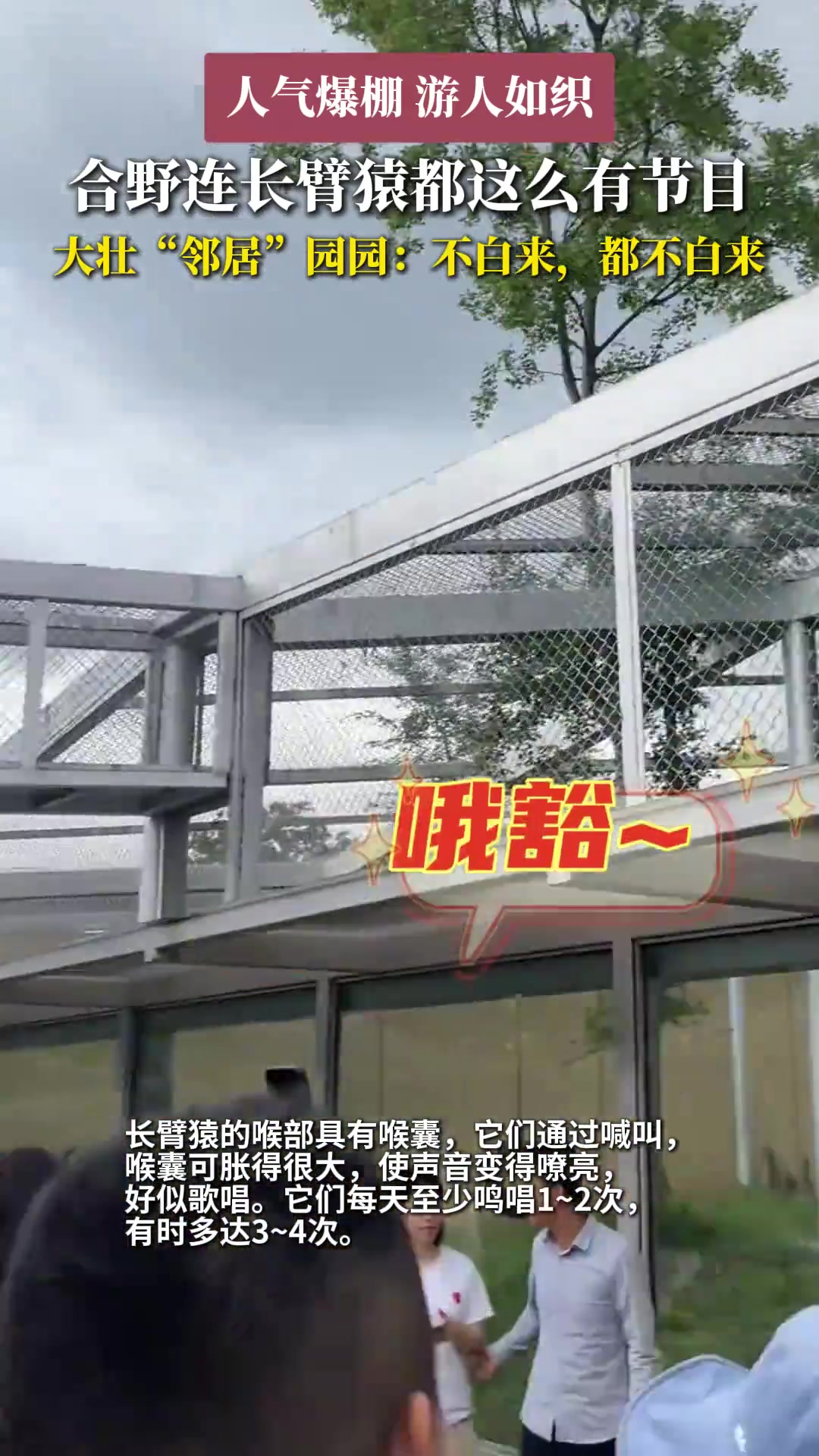 合野连长臂猿都这么有节目大壮“邻居”园园：不白来都不白来