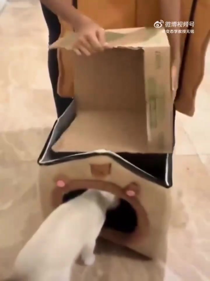 如何让猫乐意进入新买的猫屋
