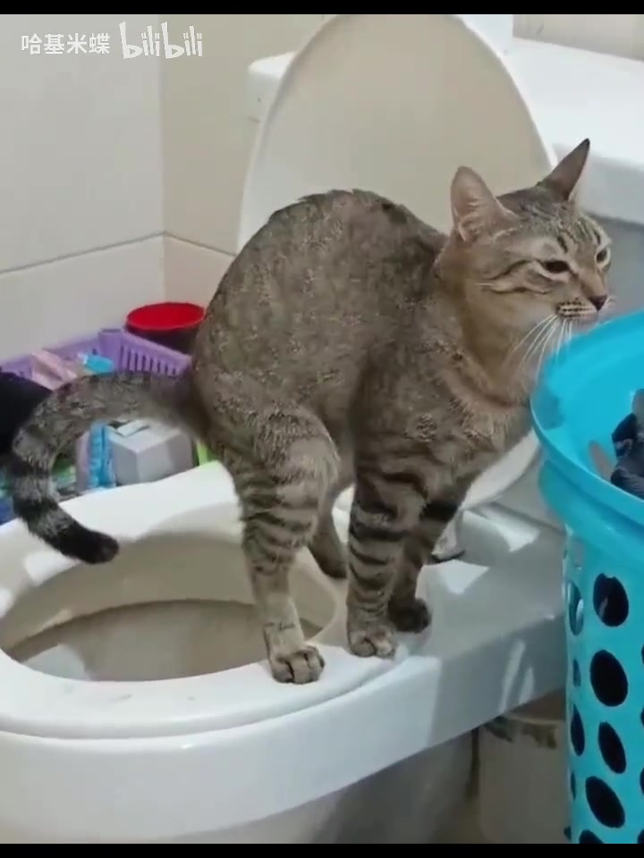 主人还是教多了，连上完厕所怎么擦屁股也教了