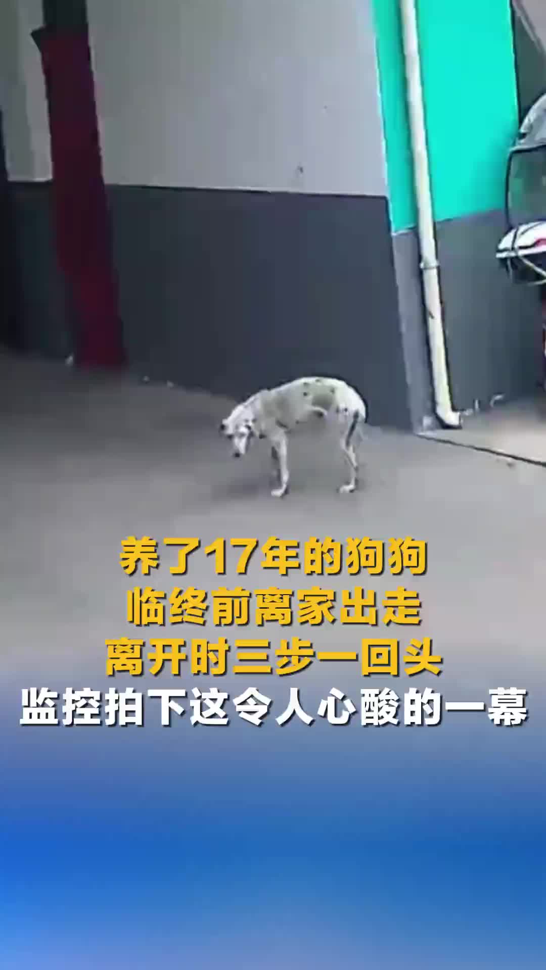 养了17年的狗狗临终前离家出走，离开时三步一回头！