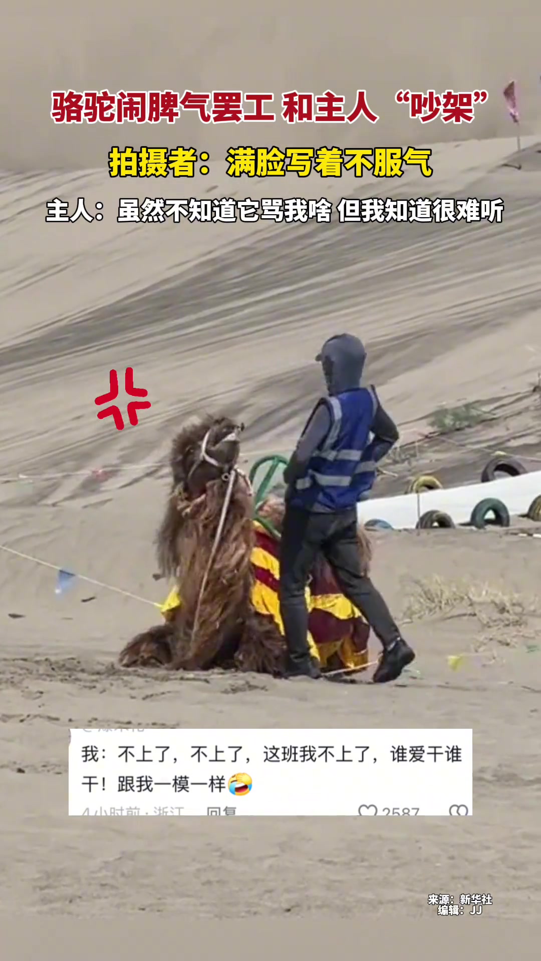 骆驼闹脾气罢工和主人“吵架”，满脸写着不服气