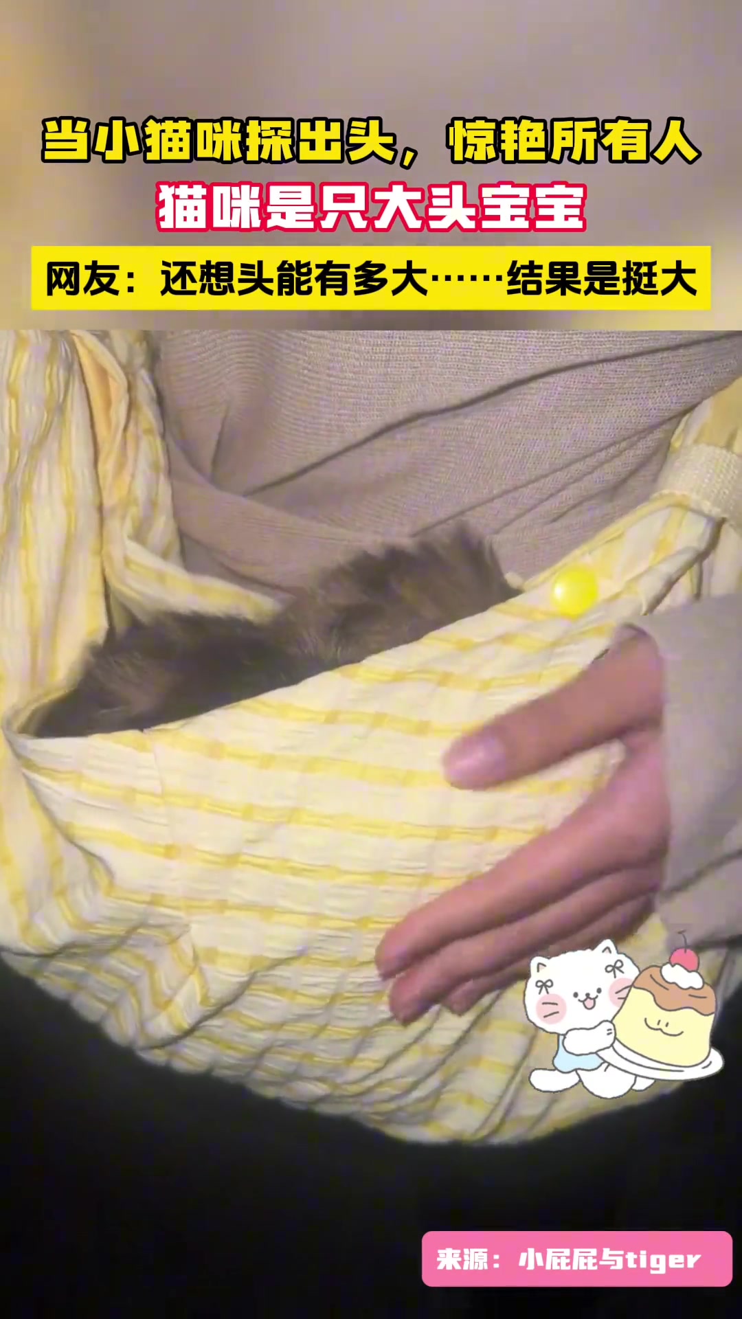 小猫咪探头惊众人，网友笑谈：头比想象大