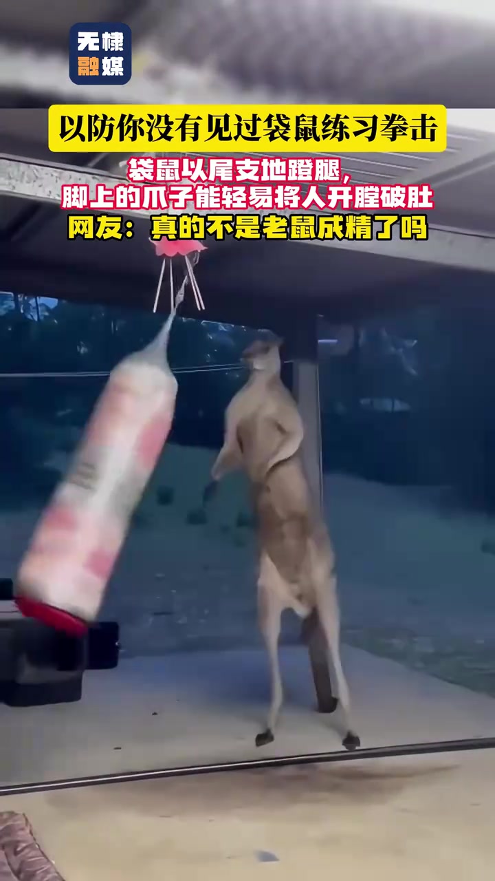 袋鼠练习拳击，以尾支地蹬腿，网友调侃：不是老鼠成精