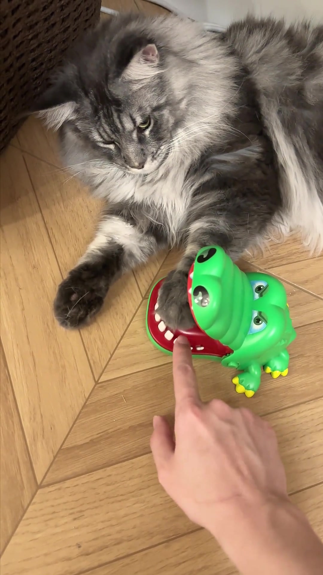 猫：抬手不是抱歉，是你还得练