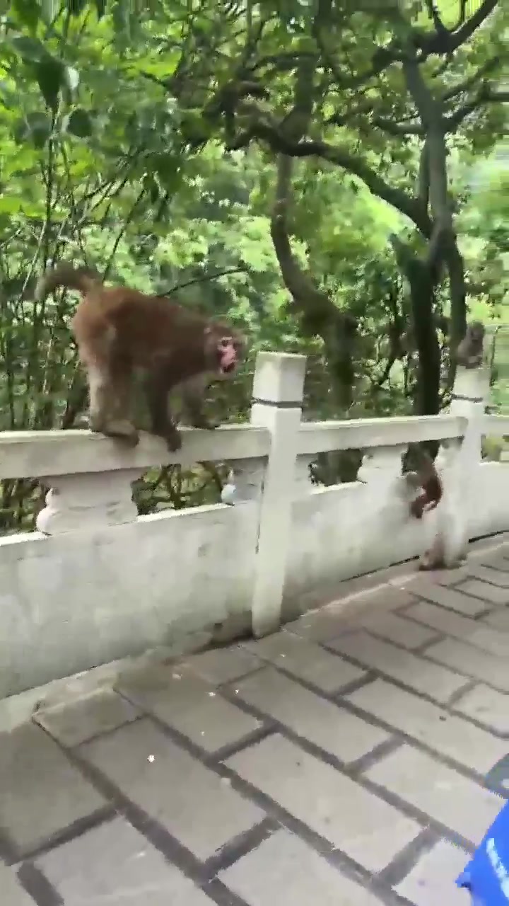 猴子这下气坏了