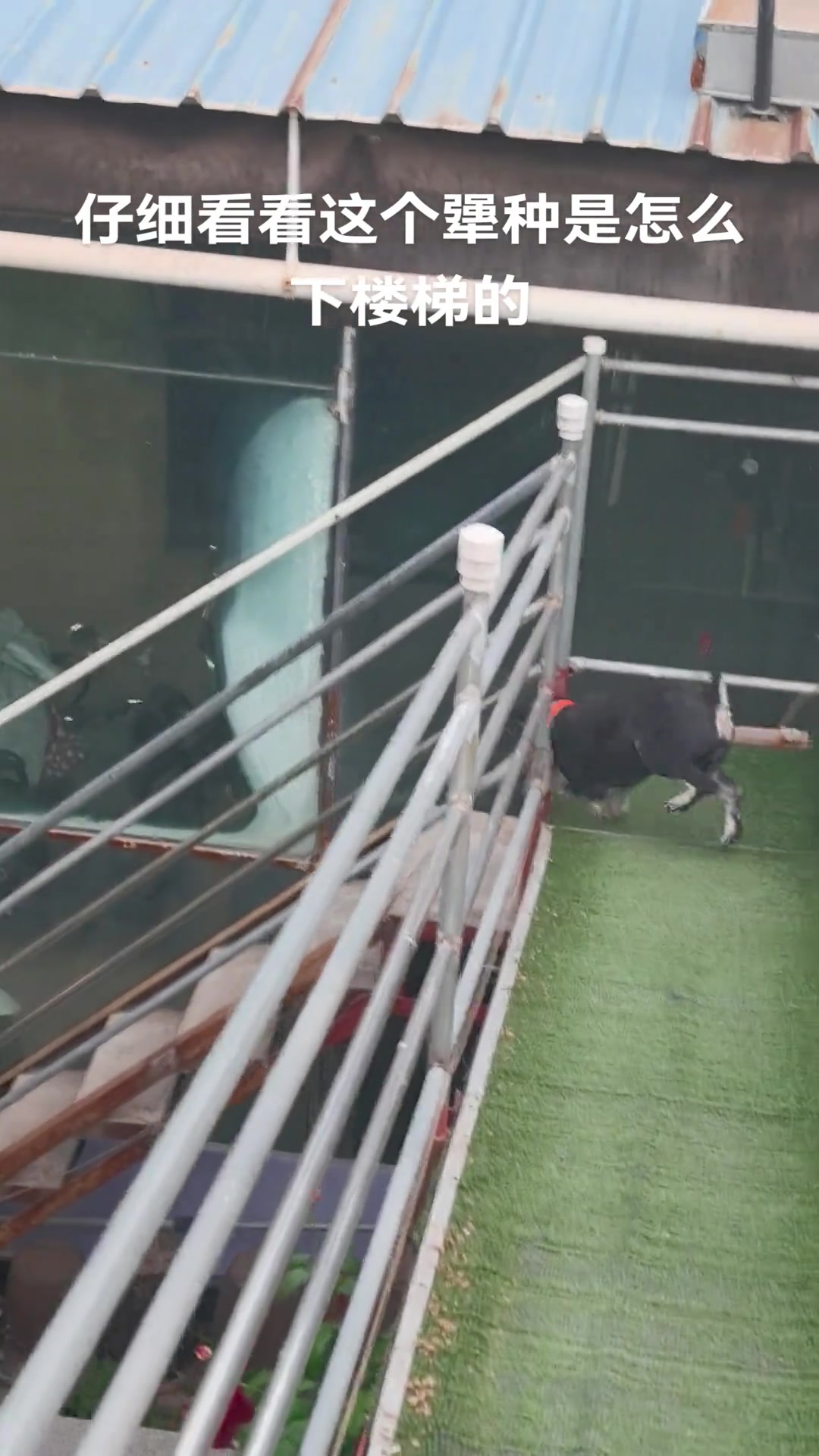 这么下楼居然不会翻跟斗