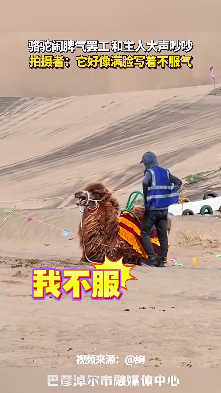骆驼闹脾气罢工和主人大声吵吵