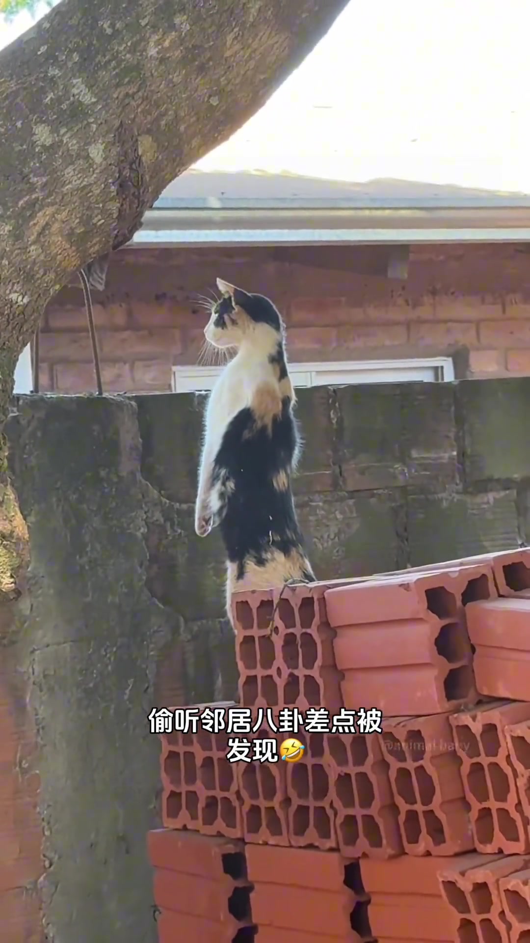 这猫听八卦比我还上头