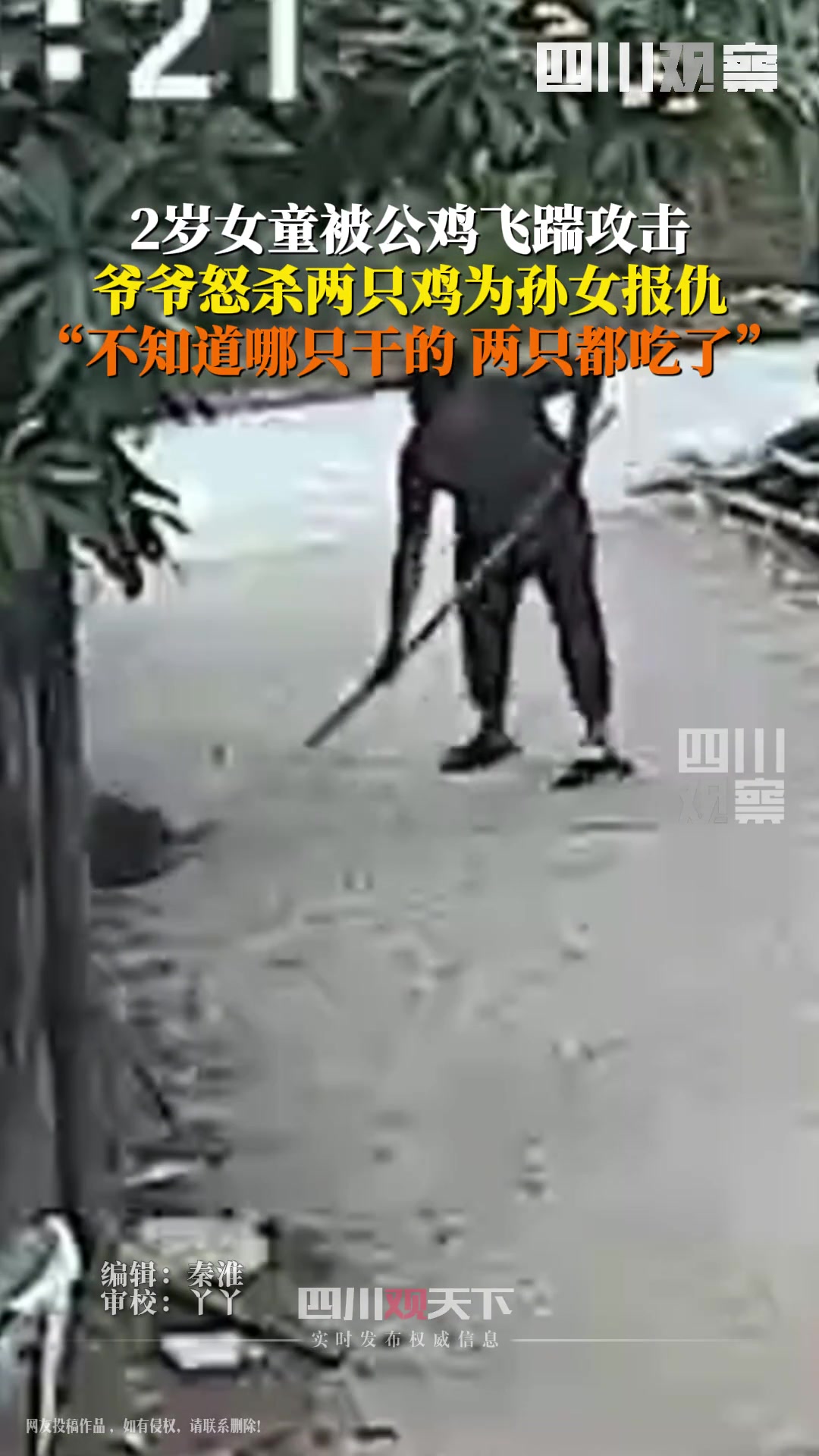 爷爷怒杀两只鸡为孙女报仇