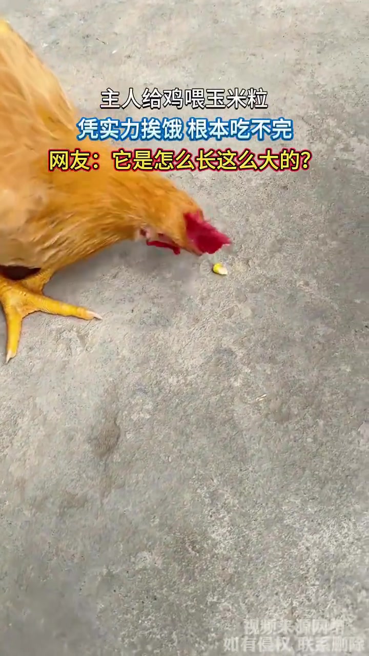 主人喂鸡玉米粒，鸡“漏食”挨饿引调侃