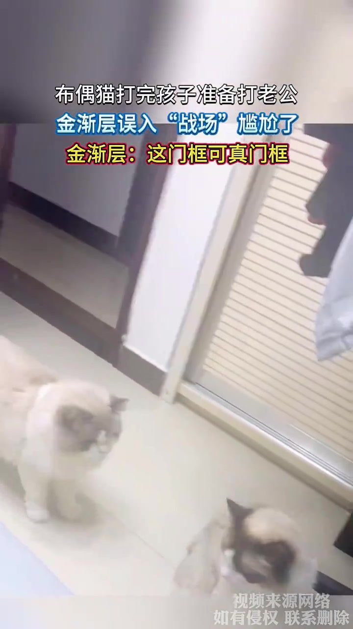 布偶猫“家暴”现场，金渐层误入秒变“吃瓜群众”