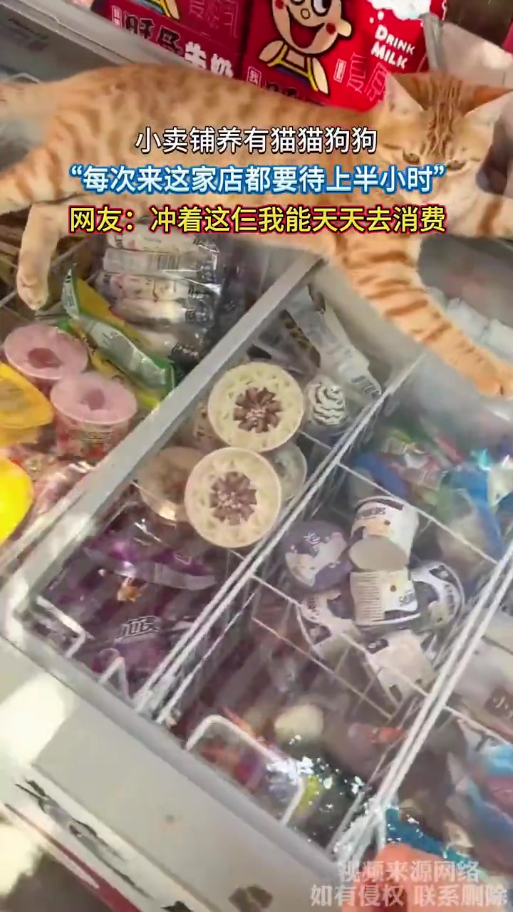 小卖铺萌宠吸客，猫狗成“活体招牌”引消费