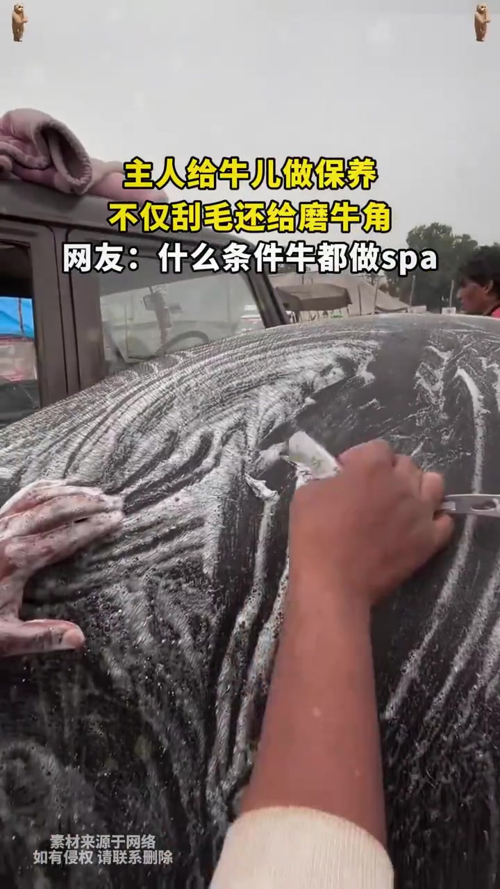 主人给牛儿做保养不仅刮毛还给磨牛角