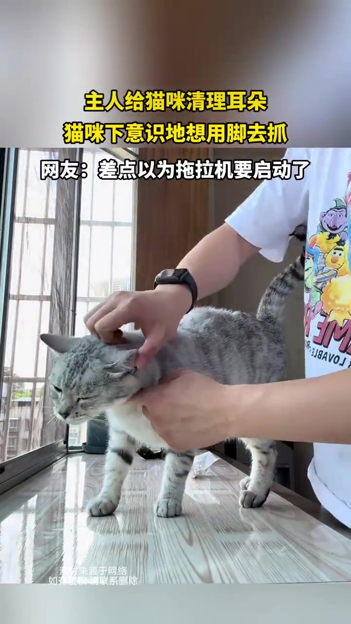 主人给猫咪清理耳朵猫咪下意识地想用脚去抓
