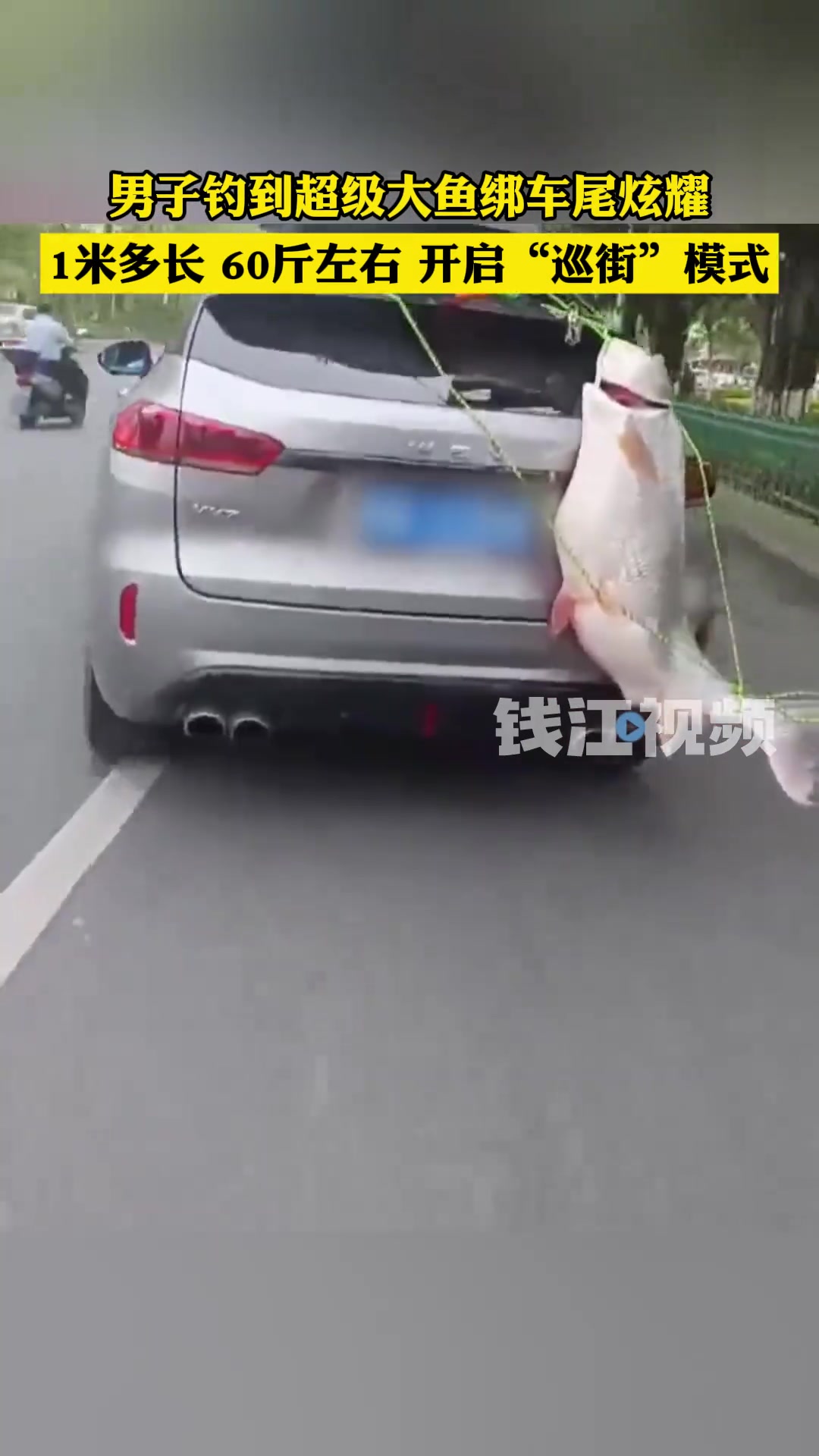 男子钓到超级大鱼绑车尾炫耀,目击者：鱼至少一米长