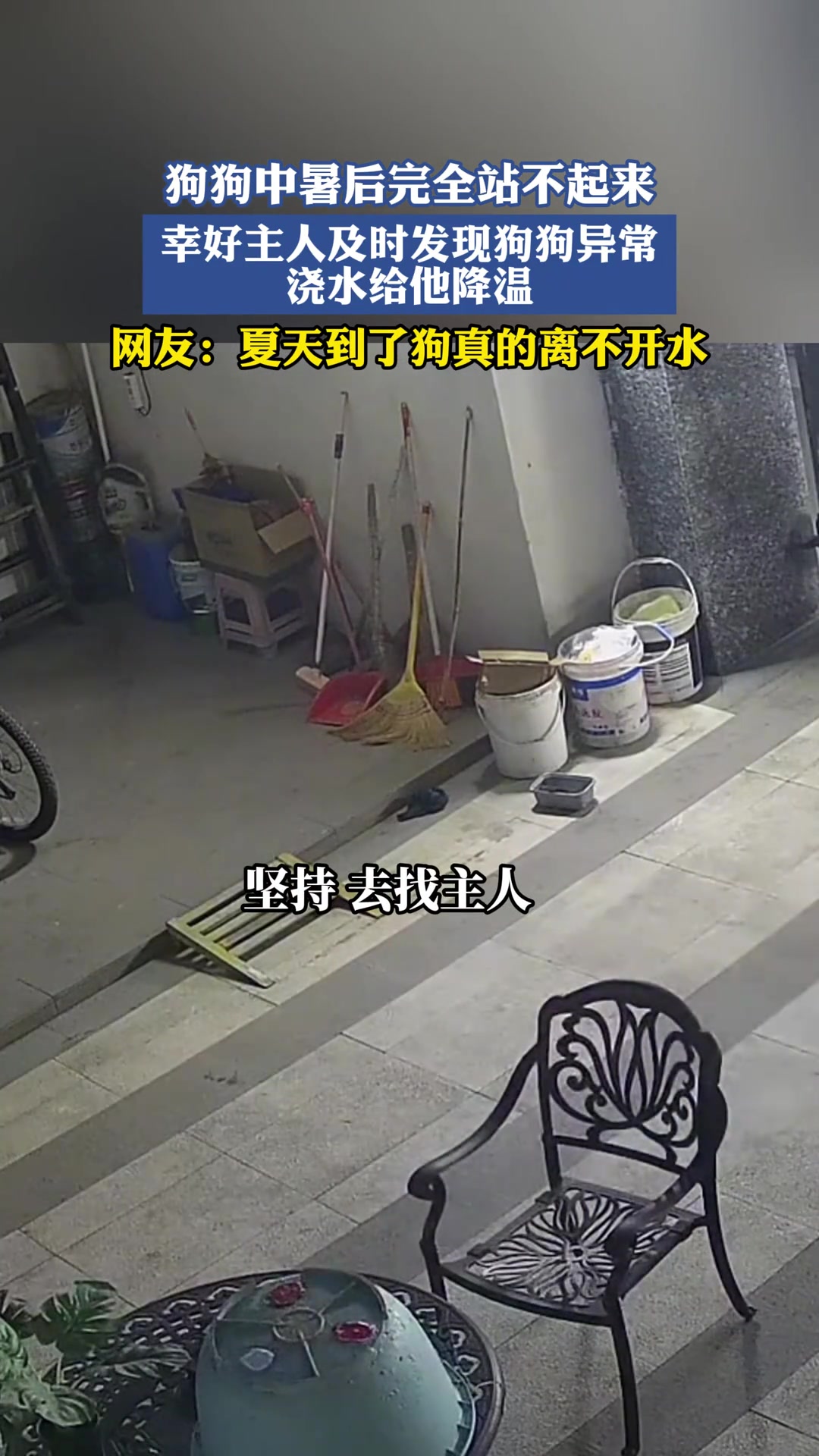 狗狗中暑后完全站不起来，幸好主人及时发现异常浇水给它降温