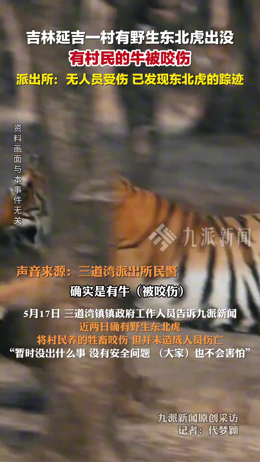 派出所回应野生东北虎咬伤村民的牛