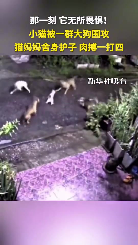 小猫被一群大狗围攻，猫妈妈舍身护子，肉搏一打四
