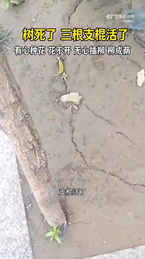 树死了，三根支棍却“活”了
