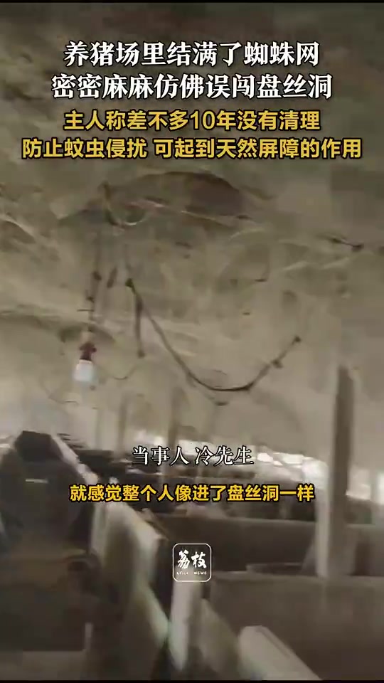 养猪场里结满了蜘蛛网,密密麻麻仿佛误闯盘丝洞