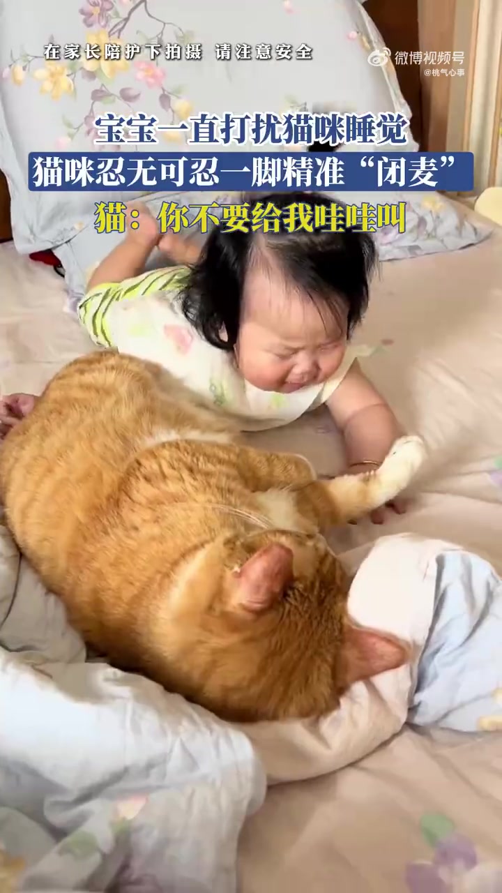 宝宝扰猫睡觉遭“闭麦”，网友：“毛孩子反击”