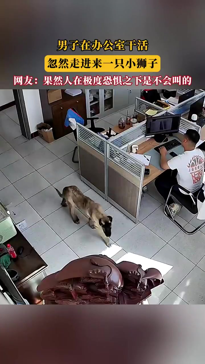 办公室惊现“小狮子”，近看竟是萌宠犬