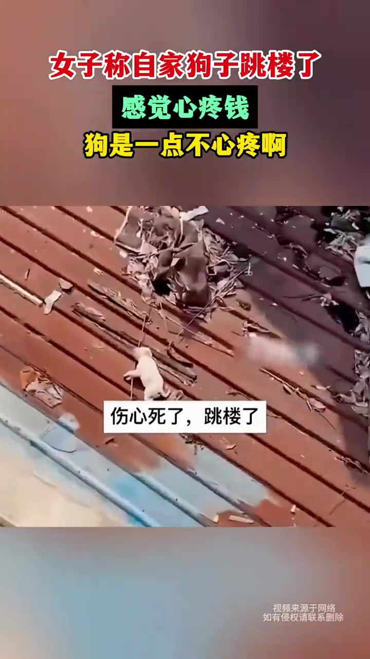 女子吐槽狗子跳楼“费钱”，网友：人宠安全为重