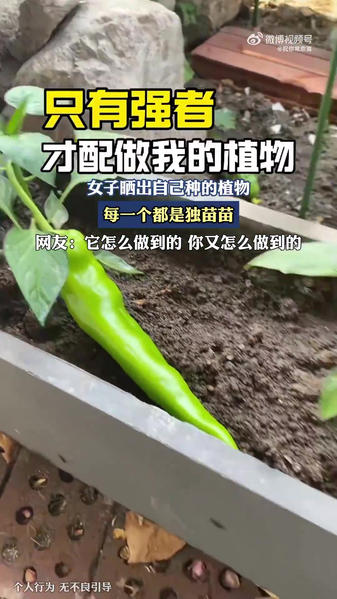 女子晒自种植物，株株皆是“独苗苗”