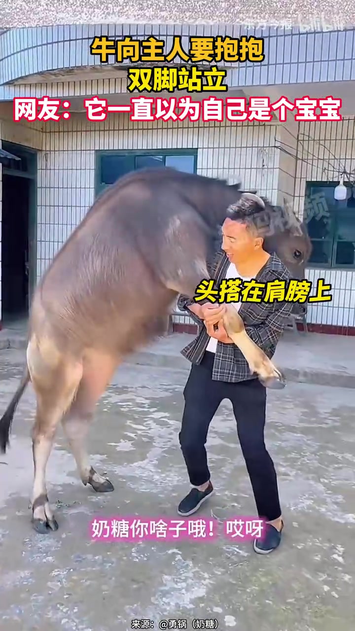 牛向主人要抱抱，双脚站立，网友：它一直以为自己是个宝宝