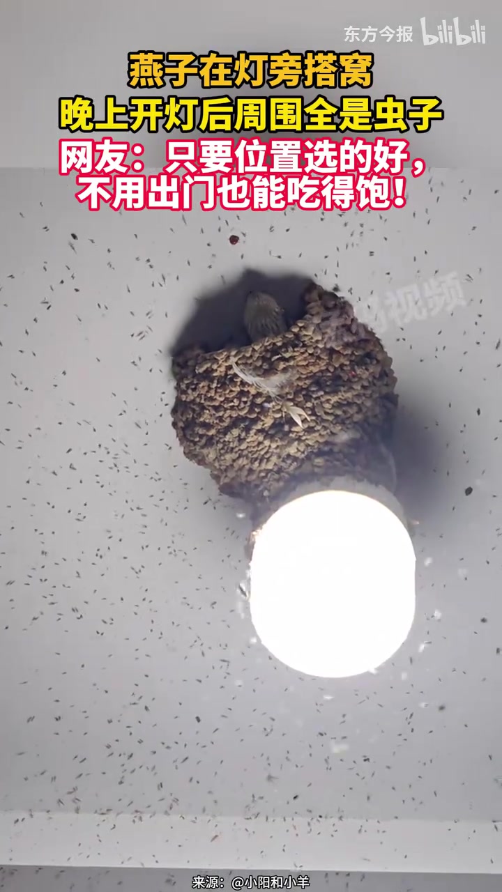 燕子在灯旁搭窝，只要位置选的好，不用出门也能吃得饱