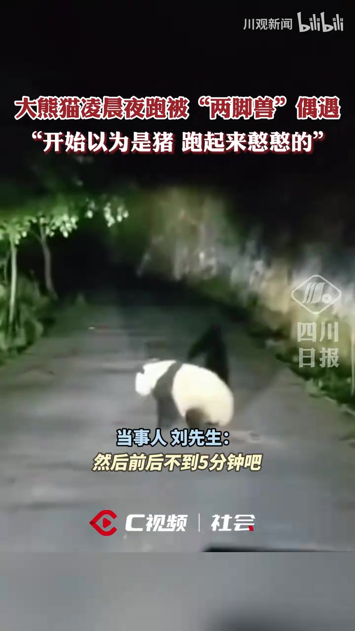 笑出声！男子凌晨偶遇夜跑大熊猫以为是猪：它跑起来憨憨的