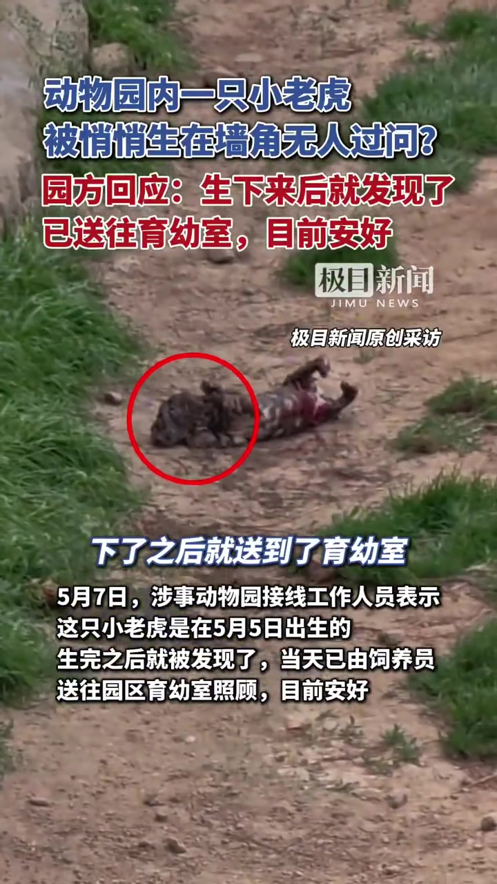 墙角虎宝出生引关注，园方：已妥善安置，虎妈孕期情况待查