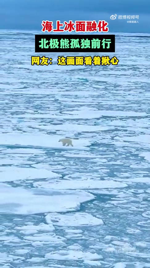 海上冰面融化，孤独北极熊正在前行