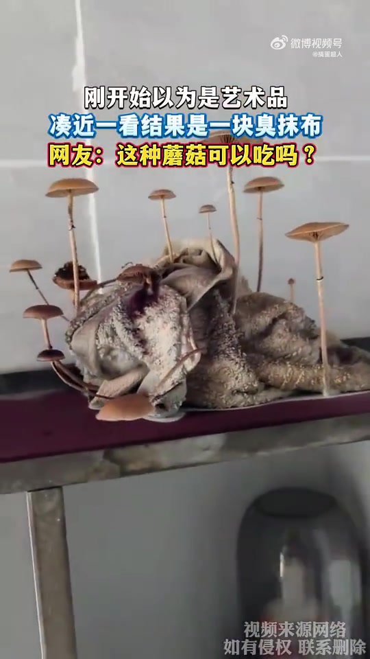 刚开始以为是艺术品，凑近看竟是块臭抹布