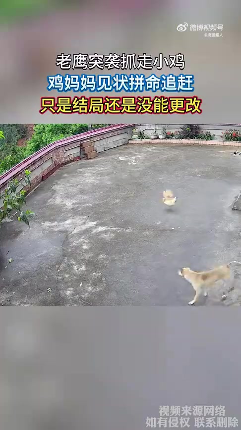 老鹰突袭抓走小鸡，鸡妈妈拼命追赶仍未挽回