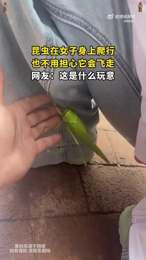 昆虫在女子身上爬行，无需担心其飞走