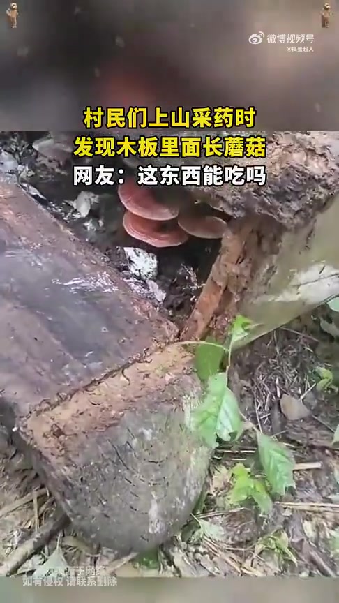 村民上山采药时发现木板内长出蘑菇