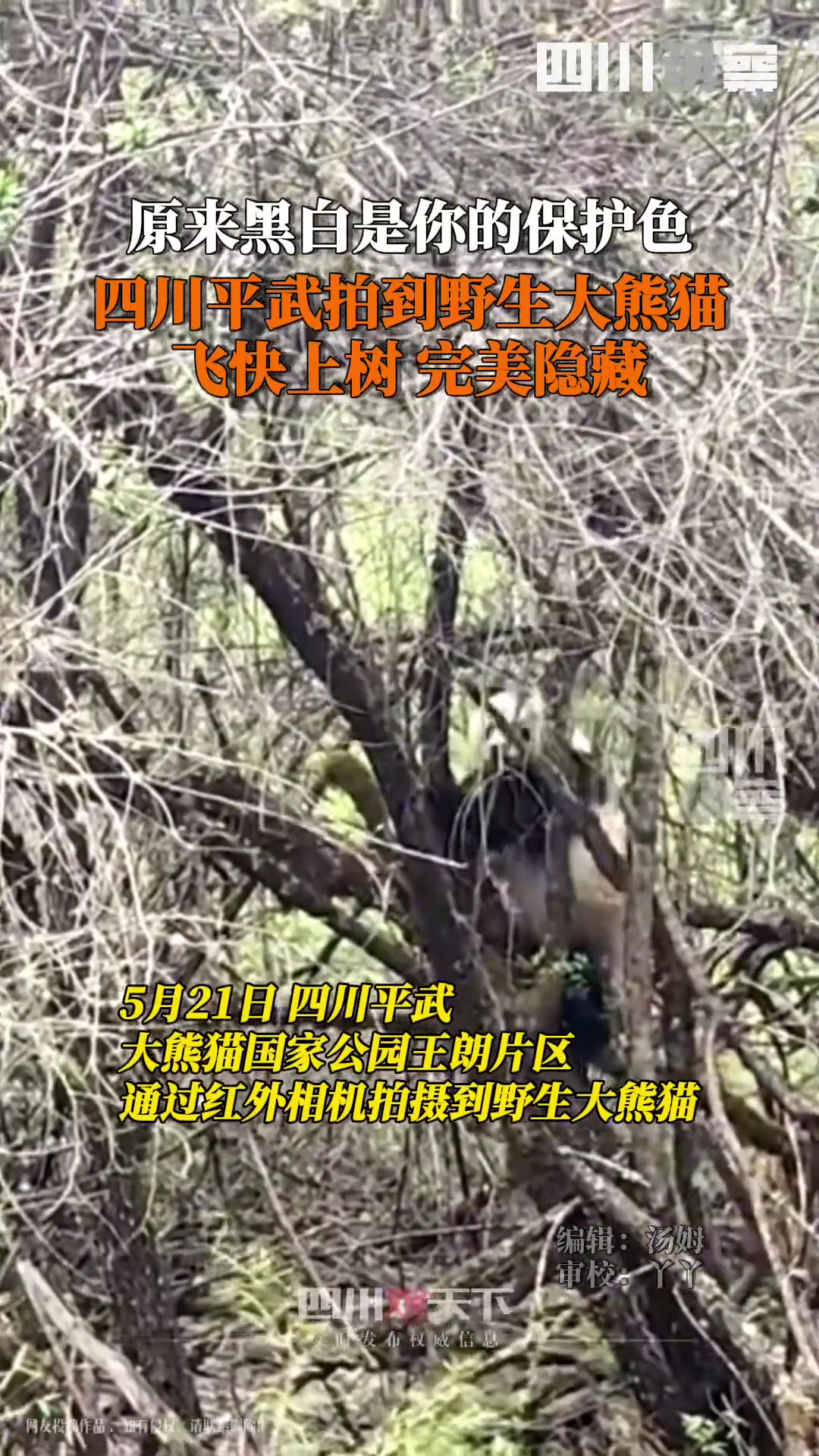 红外相机拍到野生大熊猫飞快上树完美隐蔽原来黑白是你的保护色