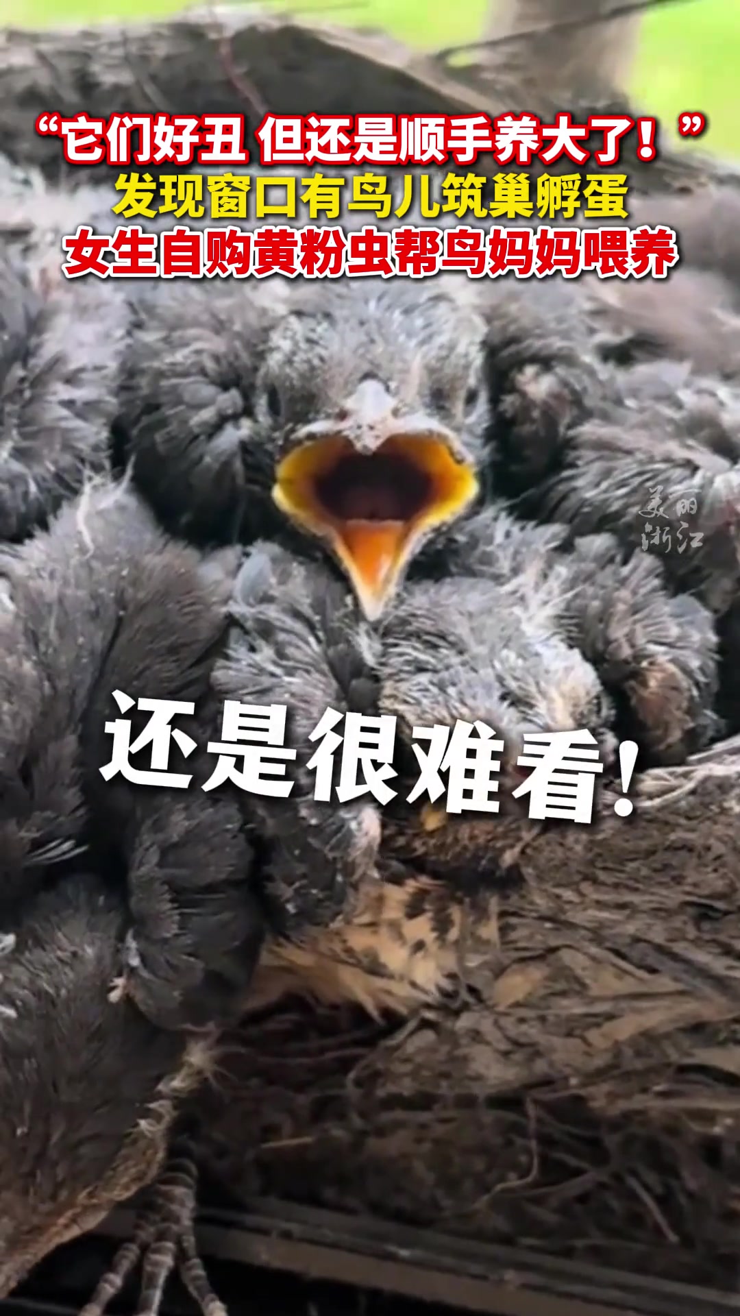 窗台上有小鸟筑巢女生帮鸟妈妈喂大雏鸟