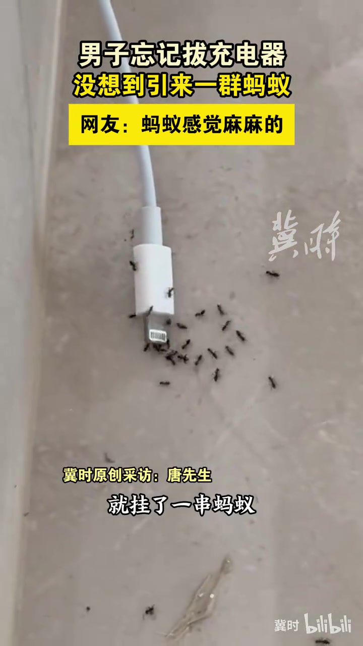 男子忘拔充电器引来一群蚂蚁“这电费我交了”