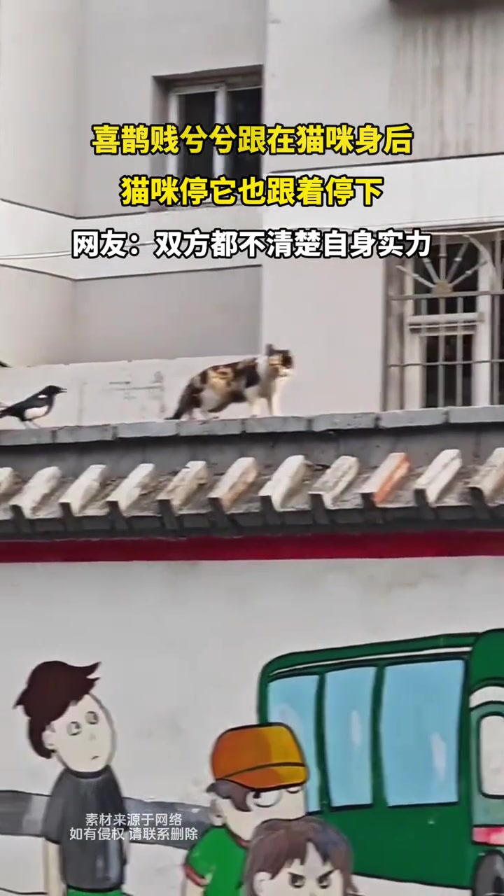 喜鹊贱兮兮跟在猫咪身后猫咪停它也跟着停下