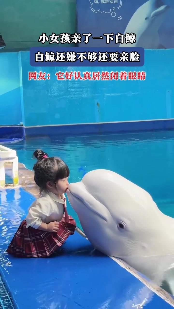 小女孩亲了一下白鲸，白鲸还嫌不够还要亲脸