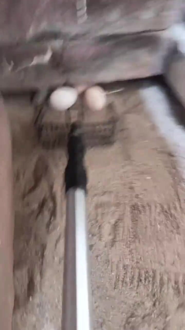 鸡：你礼貌吗当我的面偷我的蛋