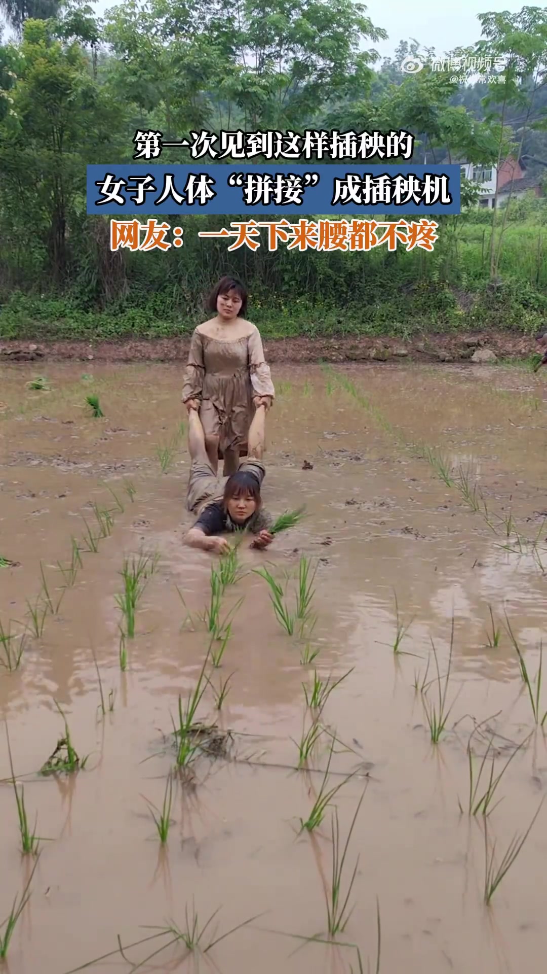 女子人体“拼接”如插秧机，新奇插秧方式首见