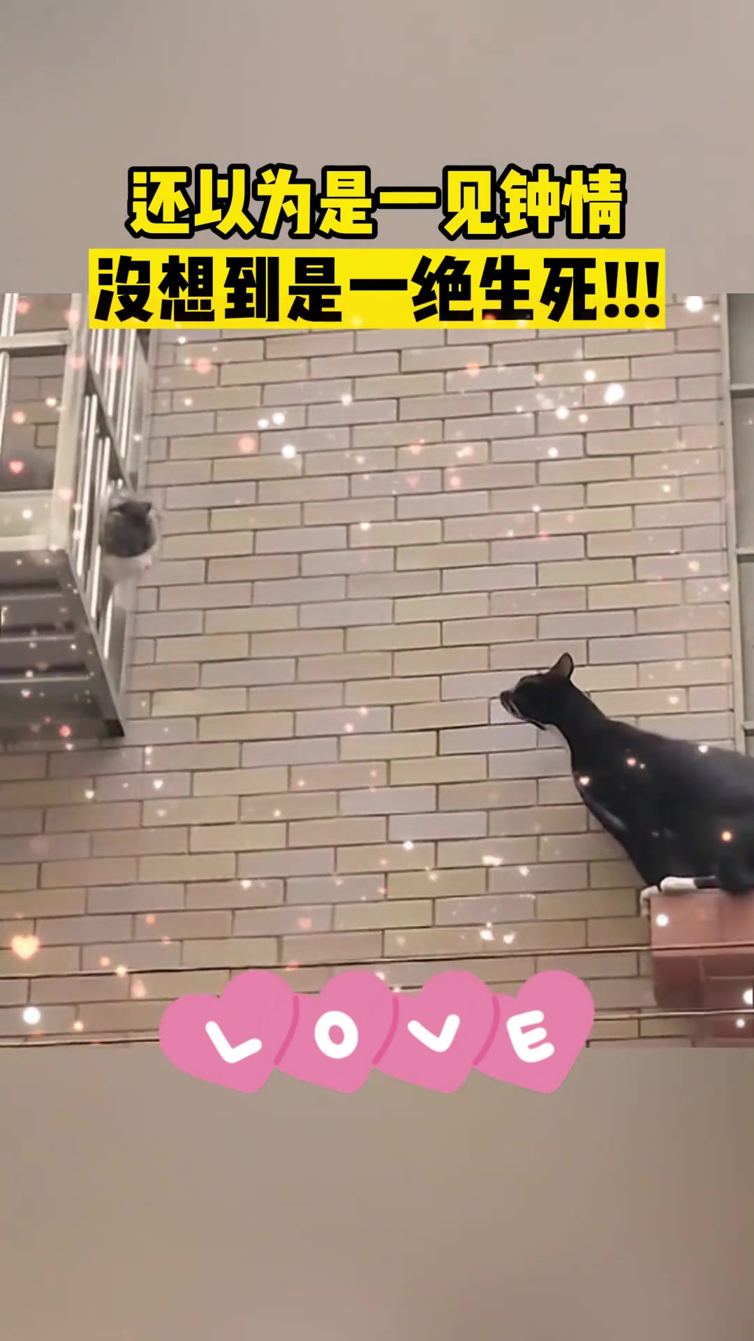 还以为是一见钟情，没想到是一决生死
