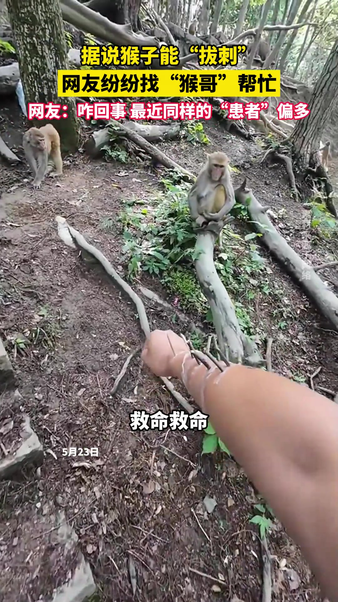 据说猴子能“拔刺”，网友纷纷找“猴哥”帮忙！