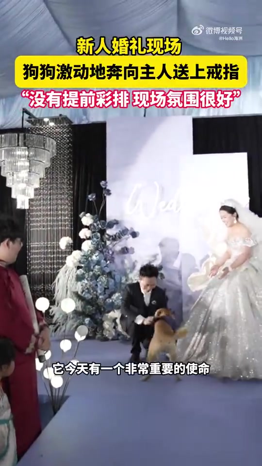 新人婚礼现场，狗狗激动地奔向主人送戒指